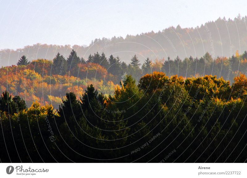 nochmal alles geben Landschaft Herbst Schönes Wetter Herbstlaub Wald Hügel Berge u. Gebirge Dunst Mischwald Niveau Unendlichkeit positiv gold grün orange rot