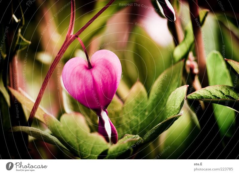 herzhaft Natur Pflanze Frühling Sommer Blume Blüte exotisch Herz Kitsch schön rosa Frühlingsgefühle Verliebtheit Romantik Gefühle Leben Tränendes Herz Farbfoto