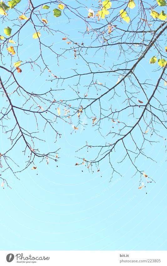 Annäherung Umwelt Natur Pflanze Himmel Wolkenloser Himmel Frühling Sommer Schönes Wetter Dürre Baum blau Stimmung Frühlingsgefühle Vorfreude Blatt Ast Zweig