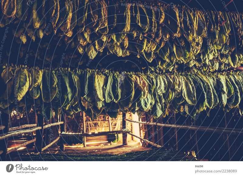 Tabakladen Handarbeit Kultur Wärme Pflanze Blatt Hütte hängen Armut authentisch dunkel einzigartig natürlich braun grün Tradition Vergangenheit Zeit Tabakwaren