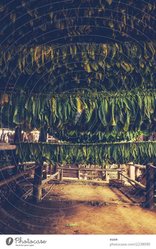 Rohlinge Handarbeit Kultur Pflanze Wärme Blatt Hütte hängen Armut authentisch dunkel einzigartig natürlich braun grün Tradition Vergangenheit Zeit Tabak