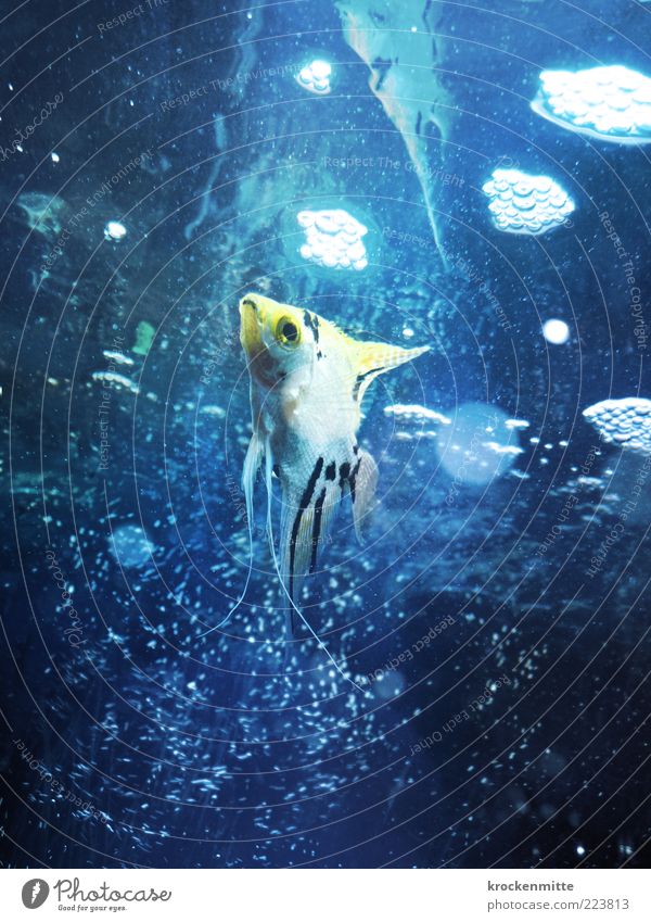 Babel Fish Tier Fisch Aquarium 1 tauchen blau gelb Wasser Wasseroberfläche Blase Flosse Kieme Auge Zierfische Luftblase Skalar Kreis Punkt Einsamkeit Haustier