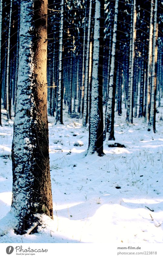 licht im wald Farbfoto Baumstamm Wald Schnee Außenaufnahme viele Winter Sonnenlicht Schatten
