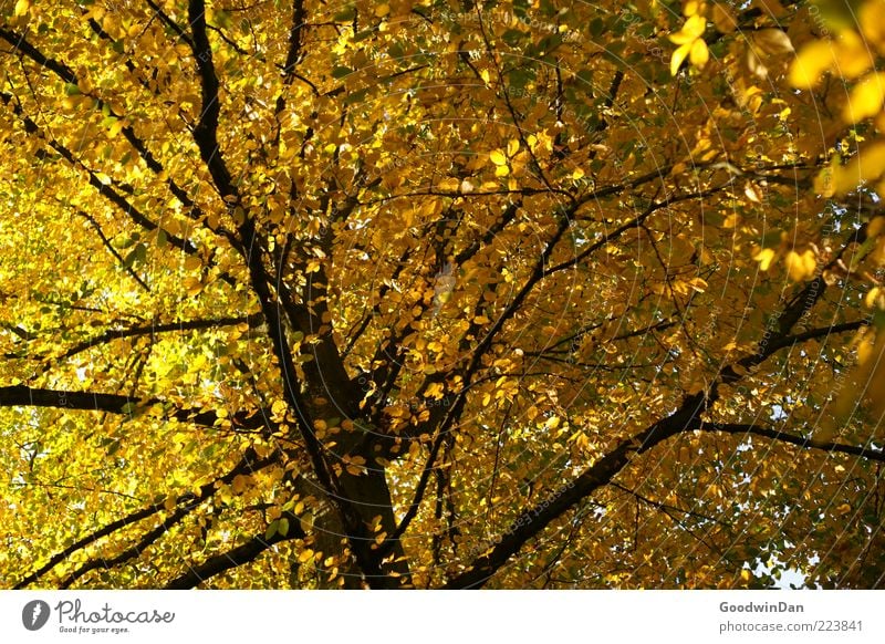 Herbst, wir missen dich! Umwelt Natur Wetter Schönes Wetter Pflanze Baum alt fest groß Unendlichkeit Gefühle Stimmung Farbfoto Außenaufnahme Menschenleer