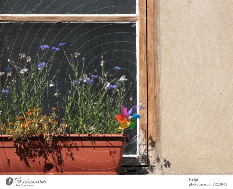 Sommer in der Stadt... Natur Pflanze Schönes Wetter Blume Blüte Topfpflanze Kornblume Tagetes Haus Gebäude Mauer Wand Fenster Dekoration & Verzierung