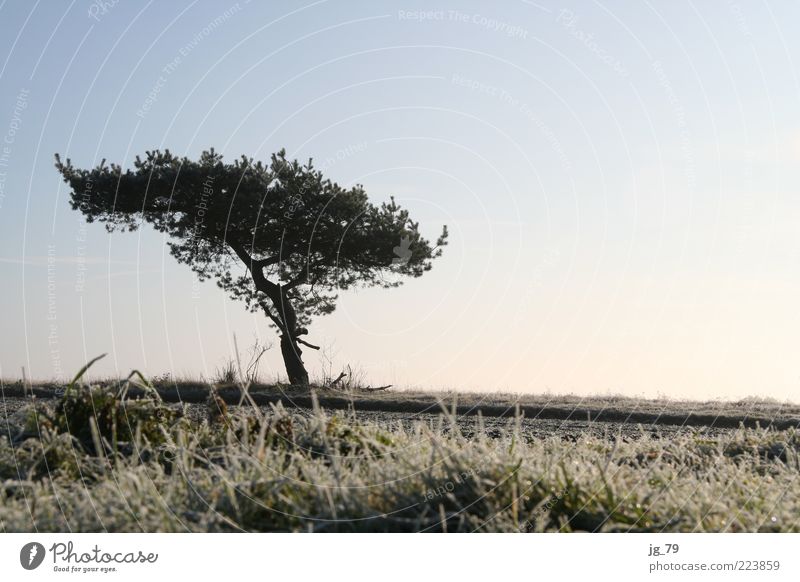 Mein Freund, der Baum harmonisch ruhig Freiheit Winter Natur Landschaft Erde Luft Himmel Horizont Sonnenlicht Schönes Wetter Eis Frost Pflanze Gras Sträucher