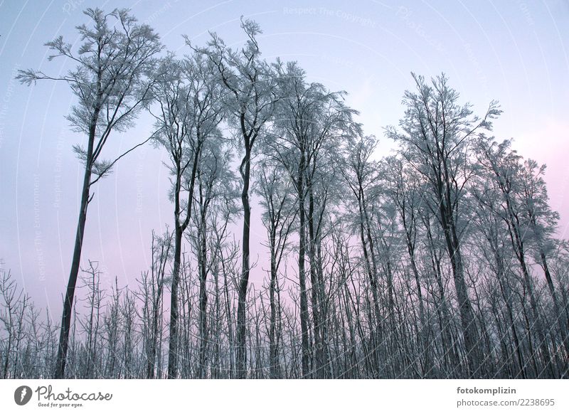 Winterbäume mit Raureif, die in den Himmel ragen Bäume Baumkrone Winterwald Natur Winterstimmung Schnee Wald frieren stehen kalt rosa Klima Baumbestand