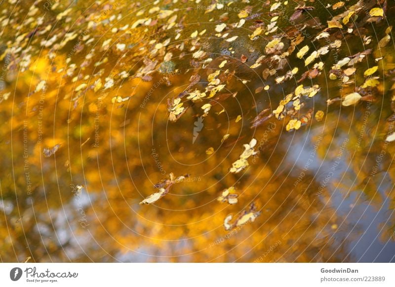 Herbstspiegel III Umwelt Natur Wasser Schönes Wetter Blatt frisch glänzend nah nass schön Gefühle Stimmung Farbfoto Außenaufnahme Menschenleer Tag