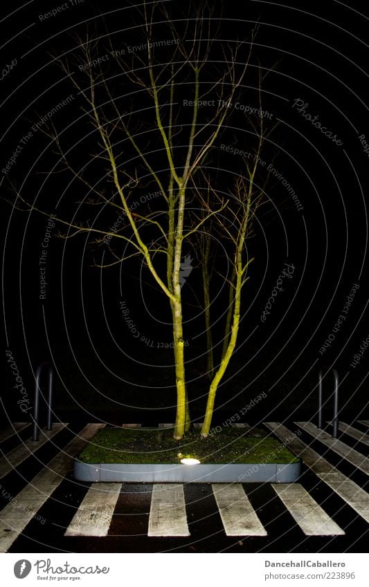 light-flooded tree Stil Design ruhig Lampe Natur Baum Gras Wiese Stadt Straße Wege & Pfade Streifen innovativ Klima Kreativität Leben Zebrastreifen