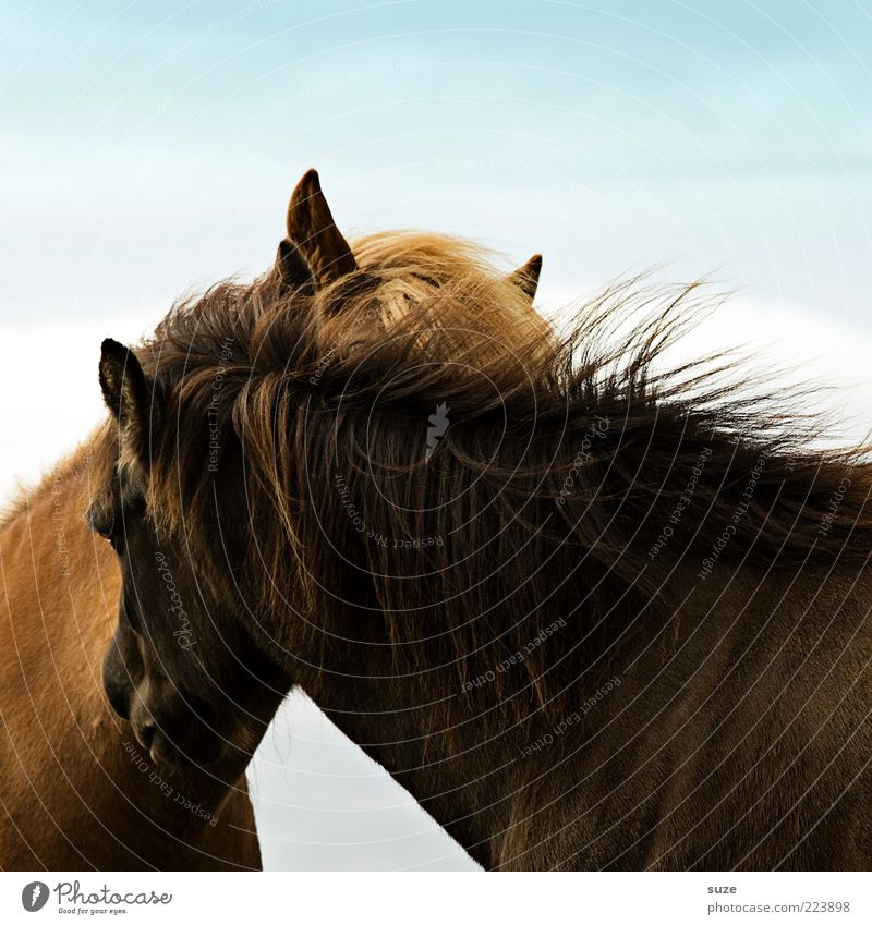 Zuneigung Tier Wind Nutztier Pferd 2 Tierpaar krabbeln Freundlichkeit natürlich Neugier Mähne Kraulen Island Ponys Liebe zusammengehörig kratzen tierisch Ohr