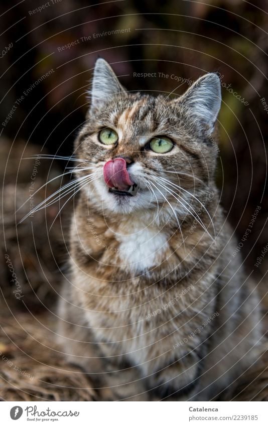 Nase putzen, Katze schleckt ihre Nase Zunge Natur Pflanze Tier Herbst Blatt Garten Tiegerkatze Schnurrbarthaare 1 beobachten hocken schön einzigartig klug braun