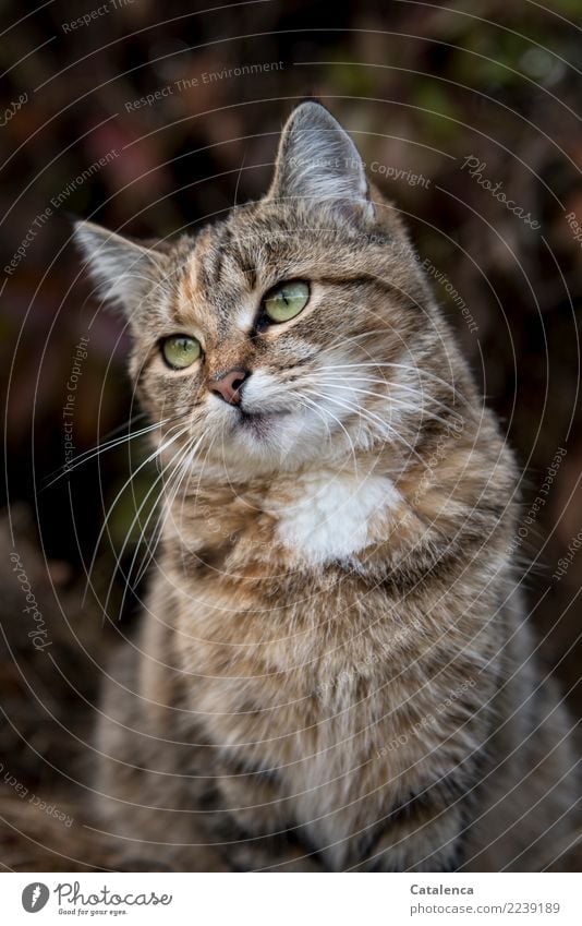 Gatubela, Porträt eine getigerten Katze im Herbst Pflanze Blatt Wilder Wein Garten Tier Haustier Tiegerkatze 1 beobachten sitzen braun gelb orange weiß