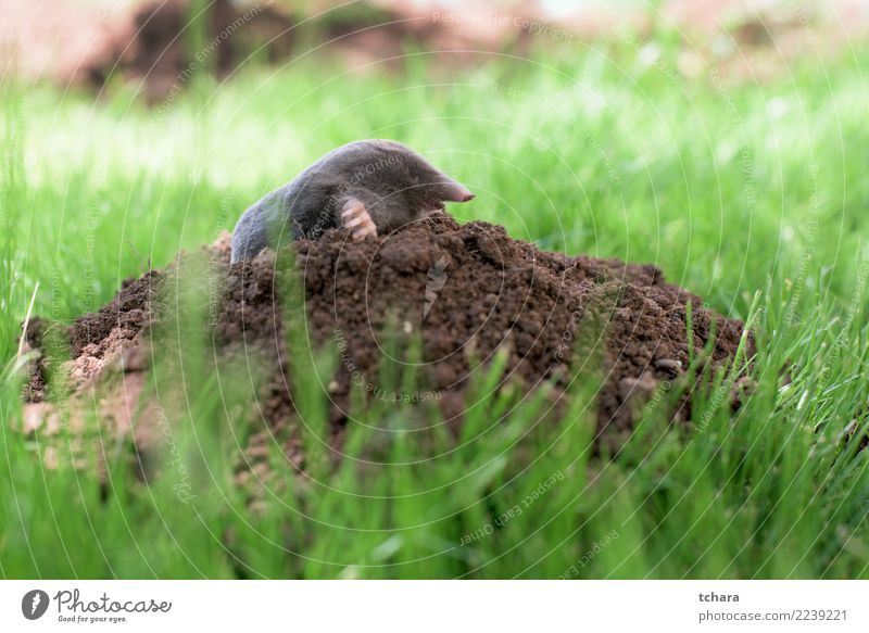 Maulwurf im Garten Gesicht Haus Natur Tier Erde Gras Pelzmantel klein natürlich niedlich wild weich braun grün schwarz gefährlich Leberfleck Säugetier