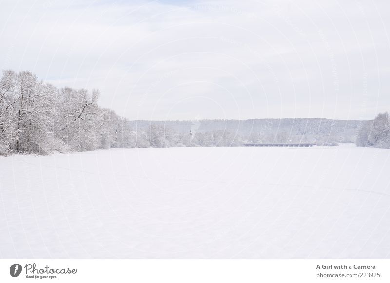 all thing white and beautiful Umwelt Natur Landschaft Winter Schnee Feld Wald hell kalt schön weiß Romantik Baum bedeckt ruhig breit Außenaufnahme