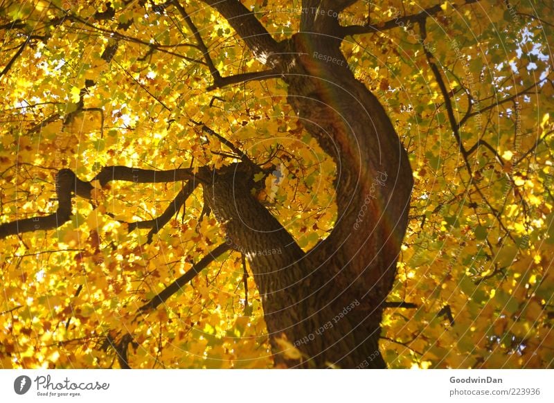 Herbst, wir missen dich! II Umwelt Natur Pflanze Baum alt authentisch Farbfoto Außenaufnahme Tag Licht Lichterscheinung Sonnenlicht Starke Tiefenschärfe