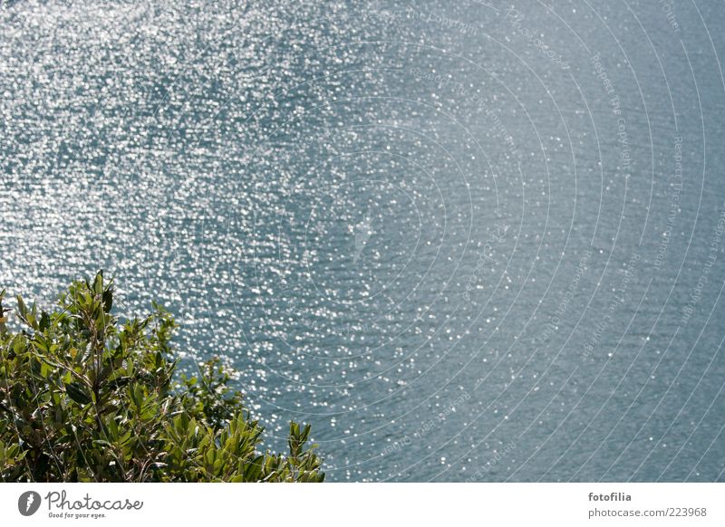 Erinnerung an Sommer [2] Umwelt Natur Wasser Klima Schönes Wetter Pflanze Sträucher Wellen See Gardasee Leichtigkeit ruhig Farbfoto Außenaufnahme Menschenleer