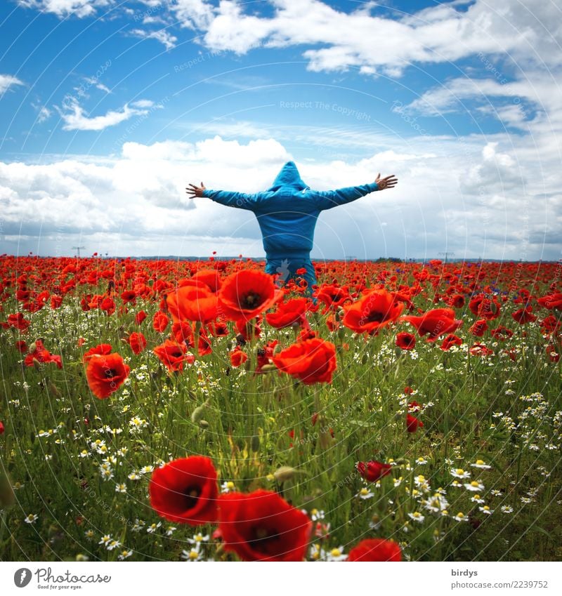 Mensch in blauem Kapuzenpullover steht begeistert in einem Mohnblütenmeer und schaut in die Ferne 1 Blütenmeer Himmel Horizont Freiheit Sommer Schönes Wetter