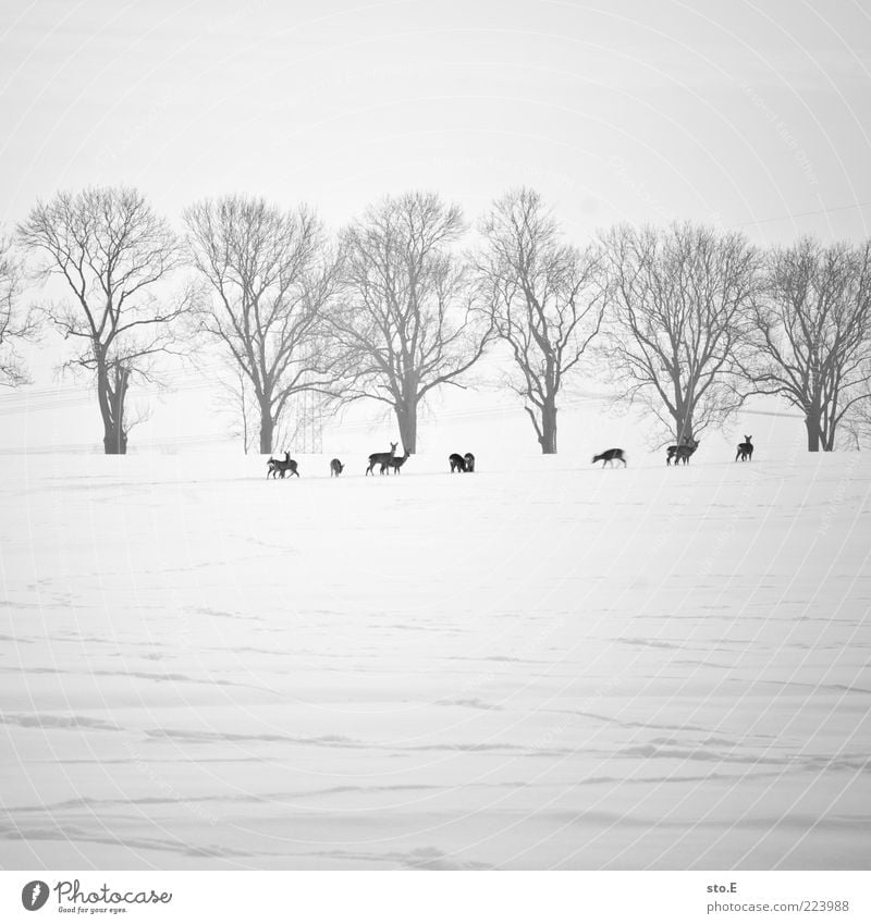 futtersuche Natur Landschaft Pflanze Tier Horizont Winter Klima Klimawandel Wetter Eis Frost Schnee Wiese Feld Wildtier Tiergruppe Herde Tierpaar Tierjunges