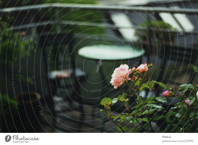 Rose im Regen Balkon rosa grün Blume Tisch nass Romantik Dach Wassertropfen Geländer Blühend Stuhl terasse