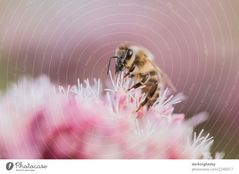Honig Biene auf einer Blüte Umwelt Natur Pflanze Tier Blume Wildpflanze Wildtier 1 Glück retro braun gold violett rosa rot weiß Tierliebe Leben Reinheit