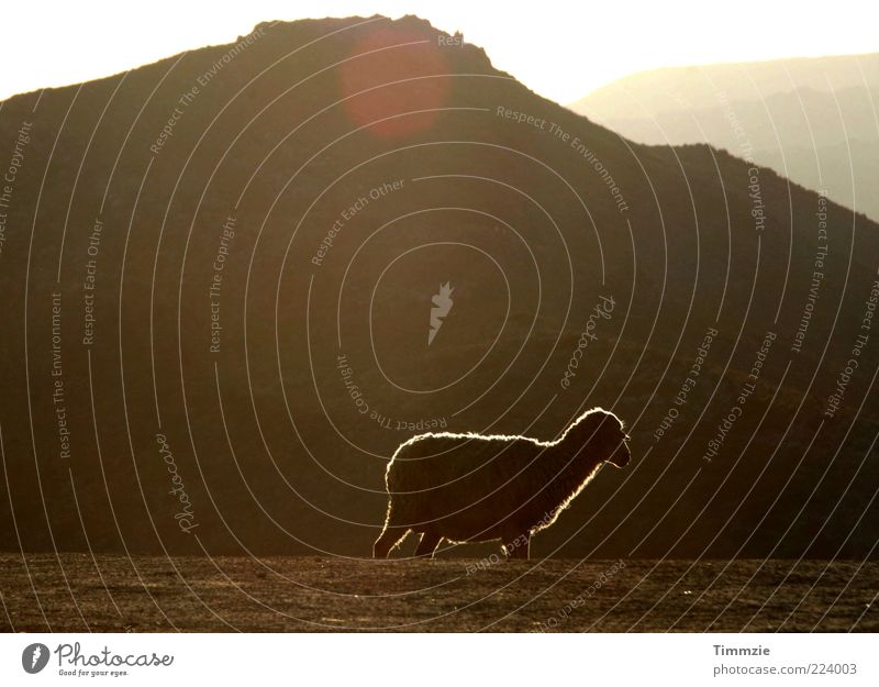sheep gone astray Landschaft Schönes Wetter Hügel Gipfel Wildtier 1 Tier Tierliebe Einsamkeit Schaf Textfreiraum oben Reflexion & Spiegelung Gegenlicht