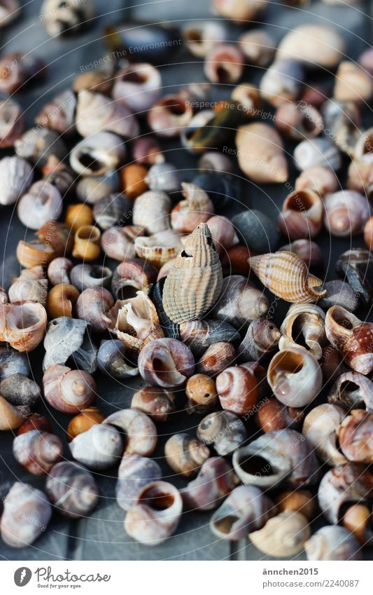 Schneckenhaussuche Meer Suche finden Muschel Sammlung Wasser Außenaufnahme Nahaufnahme