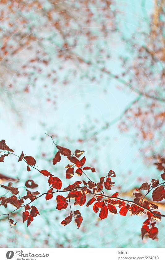 Muster-Zweig Ferien & Urlaub & Reisen Umwelt Natur Pflanze Luft Wolkenloser Himmel Sommer Herbst Wetter Baum Blatt Zeichen Ornament natürlich blau rot