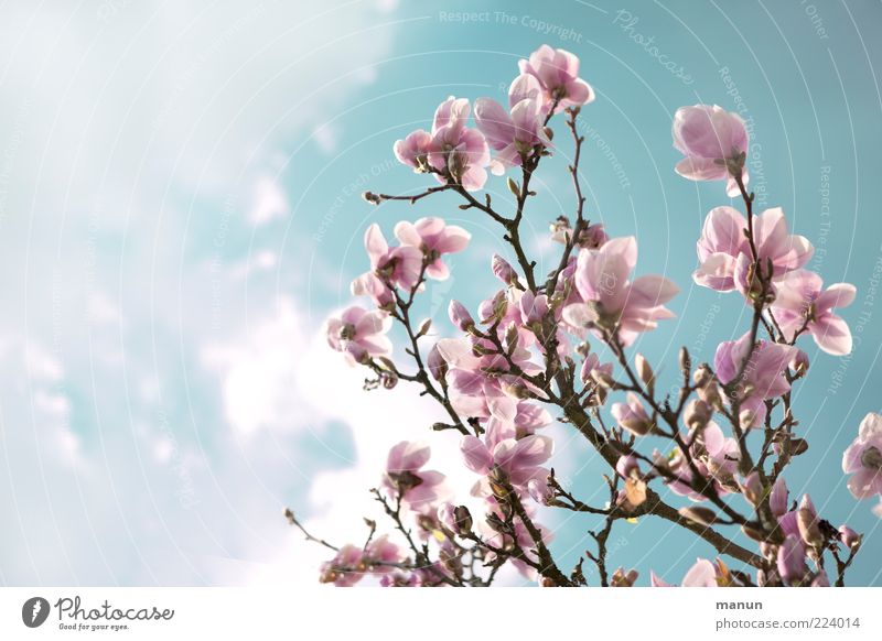 rosa Magnolie Natur Himmel Frühling Baum Blüte Frühlingsgefühle Farbfoto Außenaufnahme Textfreiraum links Tag Sonnenlicht Magnolienblüte Blütenblatt