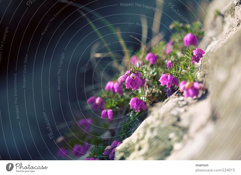 Bewuchs Natur Pflanze Blatt Blüte Heidekrautgewächse Stein steinig natürlich Farbfoto Außenaufnahme Tag violett Menschenleer