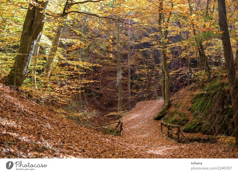 Herbst Park schön Umwelt Natur Landschaft Pflanze Baum Blatt Wald Straße Wege & Pfade hell natürlich neu gelb gold grün rot Farbe fallen Hintergrund farbenfroh