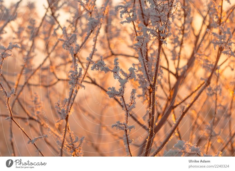 Raureif harmonisch Wohlgefühl Zufriedenheit Erholung ruhig Meditation Winter Weihnachten & Advent Natur Pflanze Eis Frost Schnee Baum Ast frieren glänzend kalt