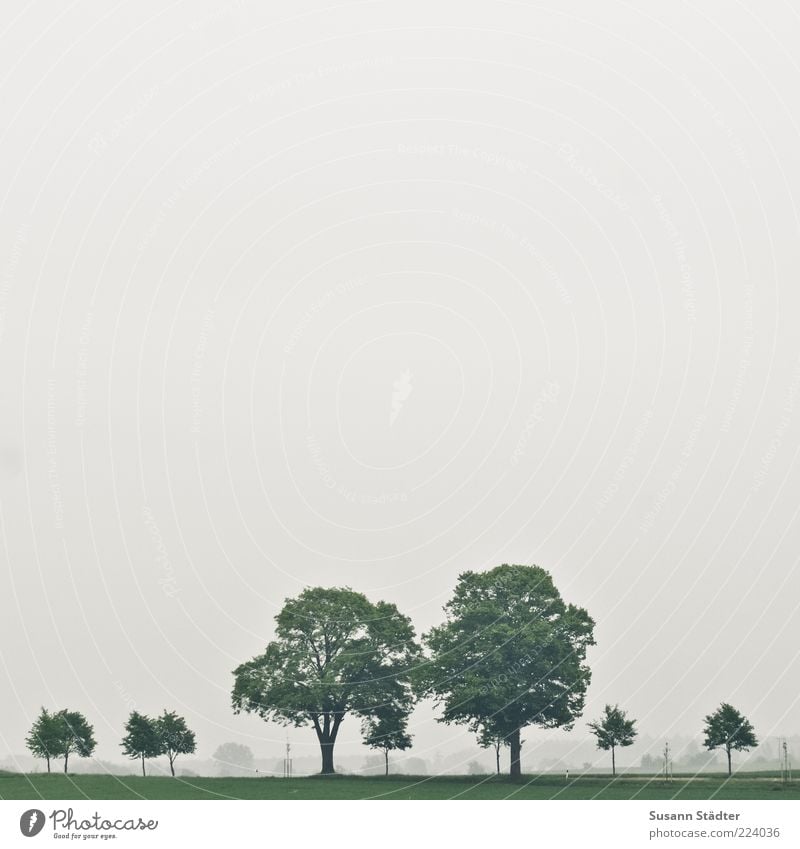 gleichsam Baum Grünpflanze Ferne frei Baumreihe Natur Wiese Feld Farbfoto Wolkenloser Himmel schlechtes Wetter Außenaufnahme Menschenleer Textfreiraum links