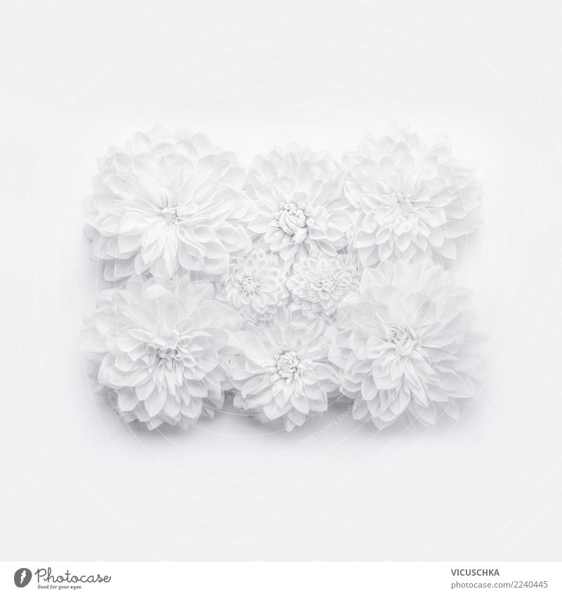 Weße Blumen auf weiß Stil Design Dekoration & Verzierung Veranstaltung Feste & Feiern Valentinstag Muttertag Hochzeit Geburtstag Pflanze Blatt Blüte