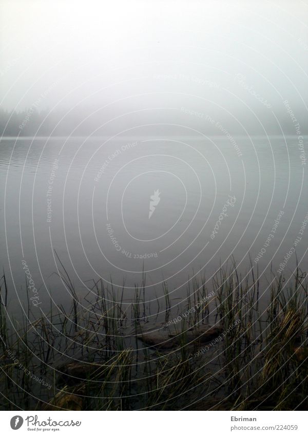 Nebelsee ruhig Natur Wasser Herbst Wetter Gras Küste Seeufer Bucht Moor Sumpf Teich gruselig kalt nass wild weich Neugier Hoffnung träumen Traurigkeit Idylle