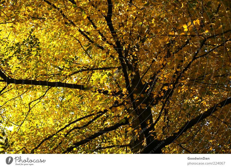 Herbst, wir missen dich! V Umwelt Natur Sonnenlicht Pflanze Baum authentisch einfach groß hoch natürlich schön viele Gefühle Stimmung Farbfoto Außenaufnahme