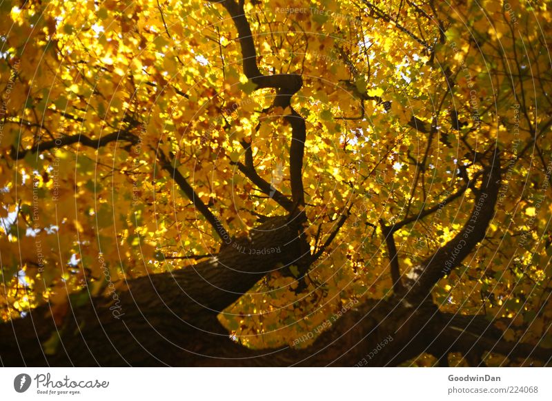 Herbst, wir missen dich! VI Umwelt Natur Sonnenlicht Wetter Schönes Wetter Baum alt authentisch einfach groß hoch schön viele Gefühle Stimmung Farbfoto