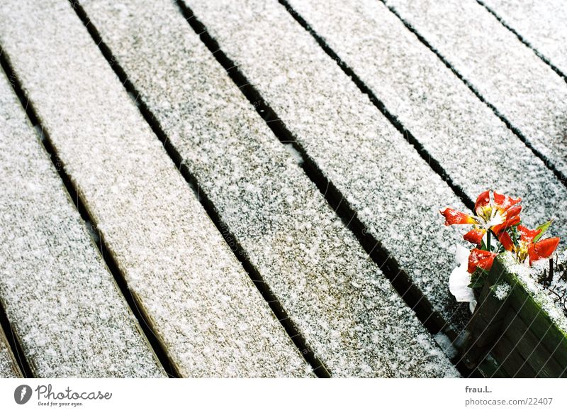 Frühlingsanfang März Blumentopf Blumenkasten Balkon Holz Tulpe Häusliches Leben verlüht Schnee Linie welk