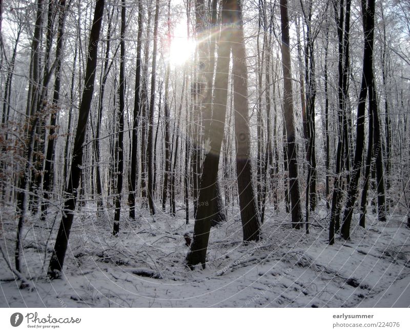 Winter Natur kalt trist silber weiß Wald Baum Geäst Pflanze Sonne Dezember Winterurlaub Wetter Landschaft Lichtspiel Baumstamm Wallpaper Farbfoto
