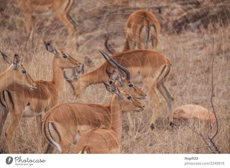 Impala Herde Natur Tier Sand Frühling Klima Wetter Dürre Gras Wildtier Fell Tiergruppe Erholung Essen Fressen Blick stehen braun gelb achtsam Wachsamkeit