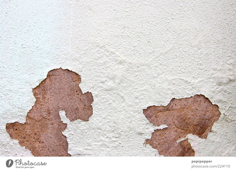 Hundetratsch Mauer Wand Fassade Haustier 2 Tier Tierpaar kaputt braun weiß Außenaufnahme Nahaufnahme Detailaufnahme Hintergrund neutral Tag Kontrast Silhouette