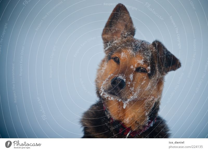 Eishund Haushund Hundeschnauze Tiergesicht Tierporträt Hängeohr Freisteller Vor hellem Hintergrund Vignettierung kalt Winter Schnee Frost Blick in die Kamera