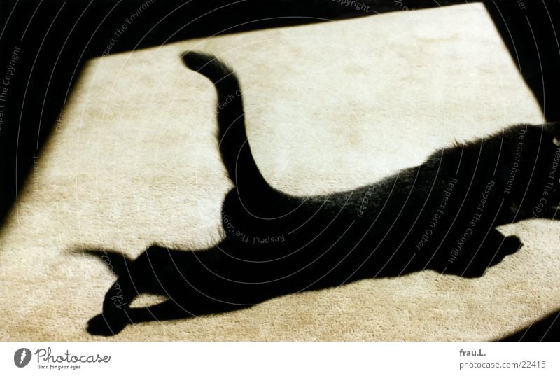 schleichender Mini-Panther Teppich Sonnenfleck Katzenbaby dehnen schwarz Licht Sonnenlicht Spielen üben beweglich Hauskatze verdunkeln Fell Haustier geschmeidig