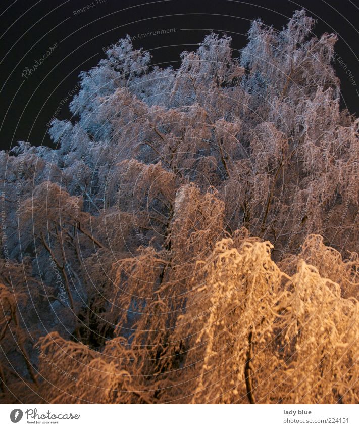 Schneemonster Umwelt Winter Eis Frost Baum gigantisch hoch kalt blau gelb weiß Kraft ruhig Vergänglichkeit Farbfoto Außenaufnahme Menschenleer Nacht