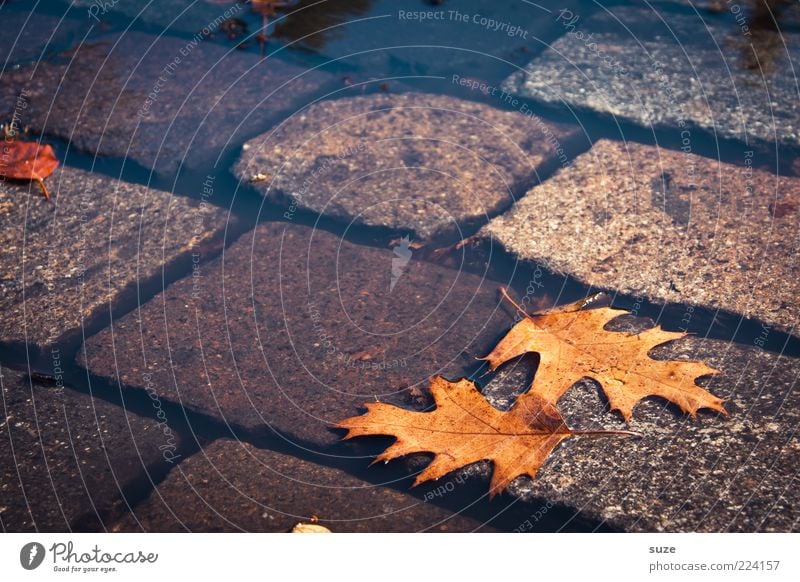 Nebeneinander Wasser Herbst Klima Blatt Straße authentisch nass natürlich schön braun Herbstlaub Pfütze Wasseroberfläche Eichenblatt Herbstbeginn