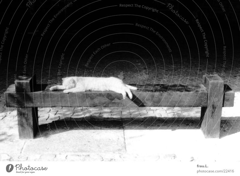 Katze, schlafend Marktplatz ausgestreckt Frankreich Mittag Süden Halbschlaf Erholung ruhen Unbekümmertheit Hauskatze Tier Säugetier getigert schafen