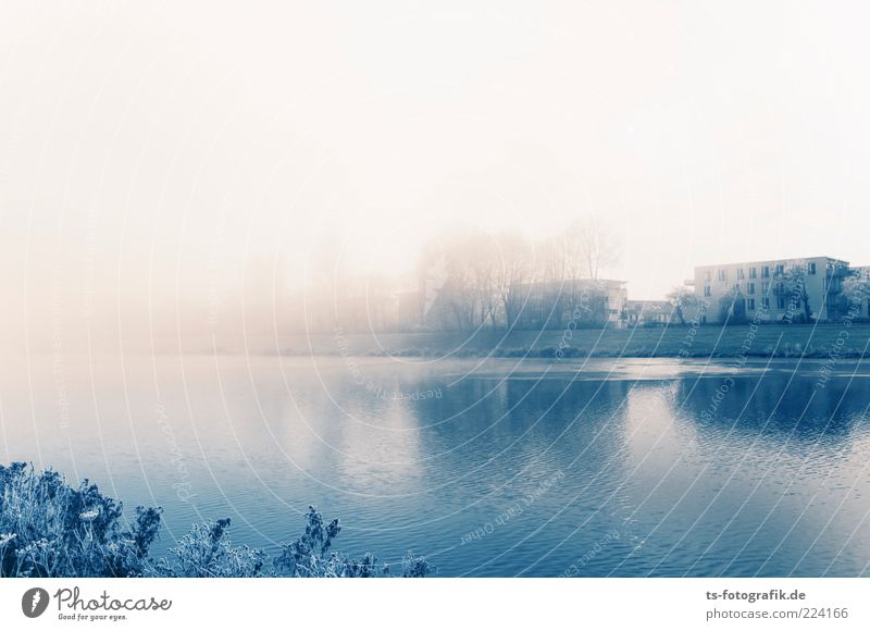Die Nebelbank drücken Umwelt Natur Landschaft Urelemente Luft Wasser Horizont Winter schlechtes Wetter Eis Frost Baum Sträucher Seeufer Flussufer Stadtrand Haus