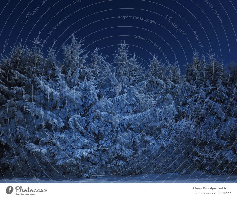 Reif- und Schneebedeckte Fichten stehen in windstiller Nacht und werden vom Vollmond beschienen. Himmel Wolkenloser Himmel Nachthimmel Winter Eis Frost Baum