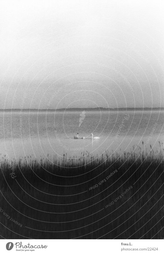 Schwäne tauchen Schwan Winter Gras Meer Tier Einsamkeit Romantik Vogel Nebel Strand Küste Nordsee Wasser Landschaft Natur Schwarzweißfoto Dänemark