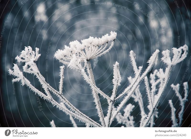 Eisblumenstrauß II Umwelt Natur Pflanze Urelemente Winter Frost Schnee Blume Grünpflanze ästhetisch außergewöhnlich kalt blau grau weiß Raureif Doldenblüte