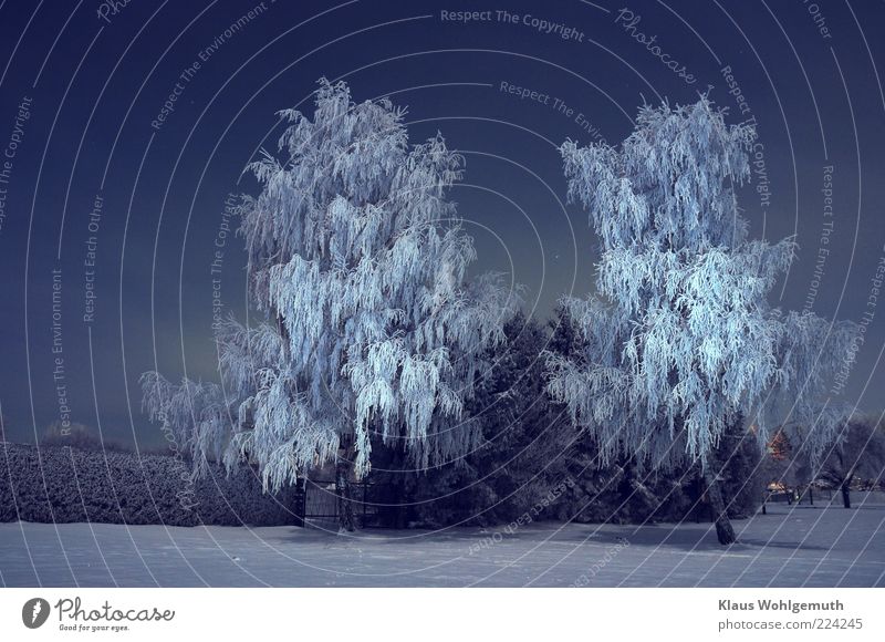 Von Rauhreif bedeckte Birken stehen im Schnee und werden vom Mond beleuchtet. Sterne funkeln am Nachthimmel. Winter Umwelt Eis Frost Baum Menschenleer frieren